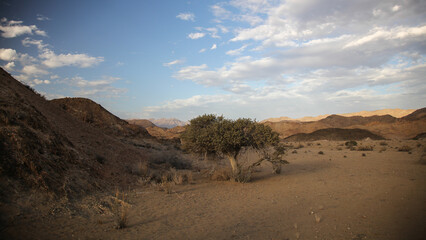 Tree going near large arid mountains in the Richtersveld area with some clouds in the sky