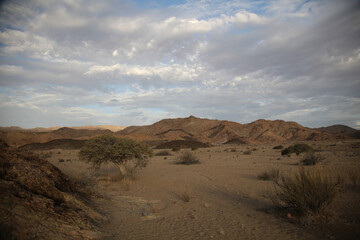 Tree going near large arid mountains in the Richtersveld area with some clouds in the sky