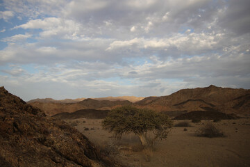 Tree going near large arid mountains in the Richtersveld area with some clouds in the sky