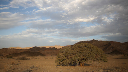 Tree going near large arid mountains in the Richtersveld area with some clouds in the sky
