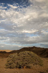 Tree going near large arid mountains in the Richtersveld area with some clouds in the sky