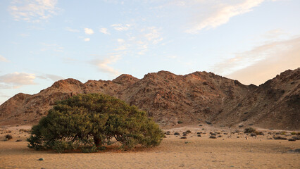 Tree going near large arid mountains in the Richtersveld area with some clouds in the sky © John