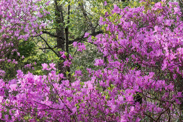 春の訪れ　ミツバツツジ　滋賀県大津市びわこ文化公園
