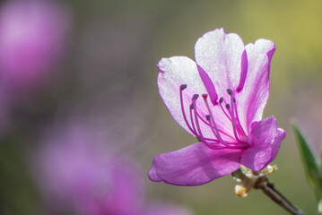 Fototapeta premium 春の訪れ ミツバツツジ 滋賀県大津市びわこ文化公園 