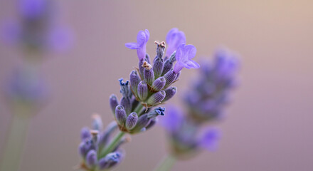 Delicate lavender blossoms in soft light, capturing nature's gentle beauty