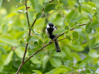 木の枝に止まるシジュウカラ
