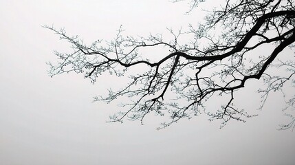 Monochrome Silhouette of Tree Branch Against Light Background