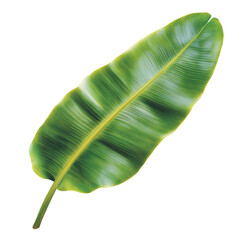 Fototapeta premium Lush green banana leaf displaying its rich texture and vibrant color in a natural setting under bright sunlight isolated on transparent background..