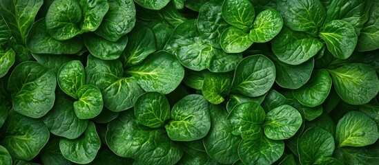 Fototapeta premium Fresh Green Leaf Bunch