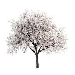 Obraz premium A solitary cherry tree in full bloom stands majestically against a pristine transparent background, showcasing its delicate blossoms and textured bark, Cherry tree isolated transparent