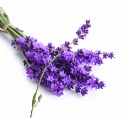 Lavender Bunch Purple Flowers Aromatherapy Herbal Fragrant Isolated White Background Close-up 