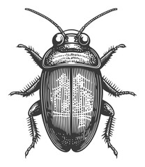 Detailed Vintage Vector Illustration of a Cockroach In Black and White