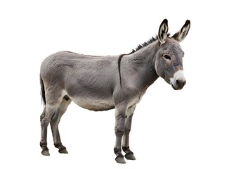 Obraz premium Full body view of a gray donkey standing against a white background