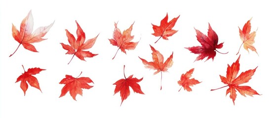 Red Maple Leaf Watercolor Autumn Illustration