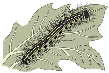 177 close-up macro shot, highly detailed insect caterpillar crawling on leaf, grey and brown colors, textured body segments, intricate patterns, sharp focus, realistic, nature photography