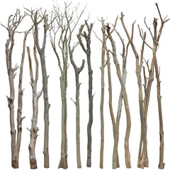Fototapeta premium A collection of barren trees standing tall in a forest, showcasing their intricate branches against a clear sky, symbolizing resilience and nature's beauty