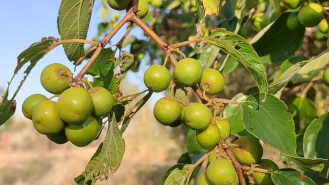 Row Ziziphus Nummularia fruits on the bush branches, wild jujube fruits close up footage