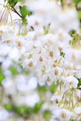 春に咲いたエゴノキの花