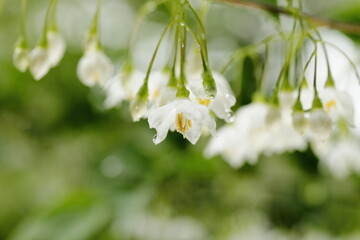 春に咲いたエゴノキの花