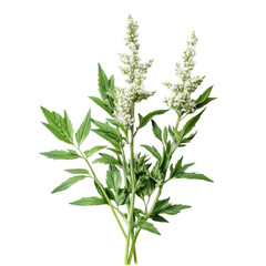 Fototapeta premium transparent mugwort with green leaves and flower spikes isolated on a clean transparent background for herbal studies and use, transparent mugwort isolated on transparent background