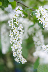 Prunus padus. Bird cherry flowers against a background of greenery.