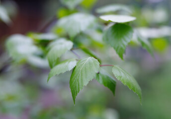 Young birch leaves. Bokeh.