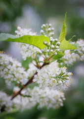 Prunus padus. Bird cherry flowers against a background of greenery.