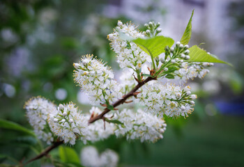 Prunus padus. Bird cherry flowers against a background of greenery.