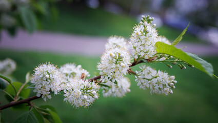 Prunus padus. Bird cherry flowers against a background of greenery.
