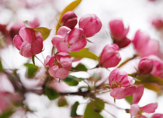 Delicate pink apple blossoms. Pink buds of apple blossoms.