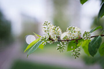 Blooming bird cherry in the city. Prunus padus