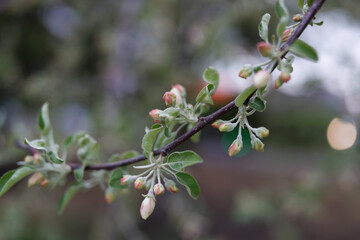 Delicate pink apple blossoms. Pink buds of apple blossoms.
