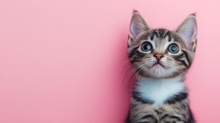 Obraz premium Cute kitten against a vibrant pink background.