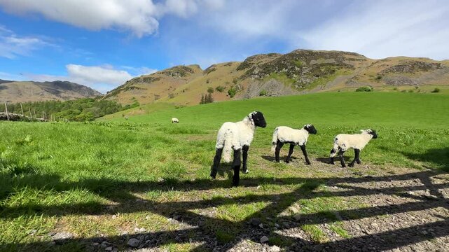 Black face and legs lambs and sheep in Cumbrian farmland, mountain scenery background, tracking shot.
