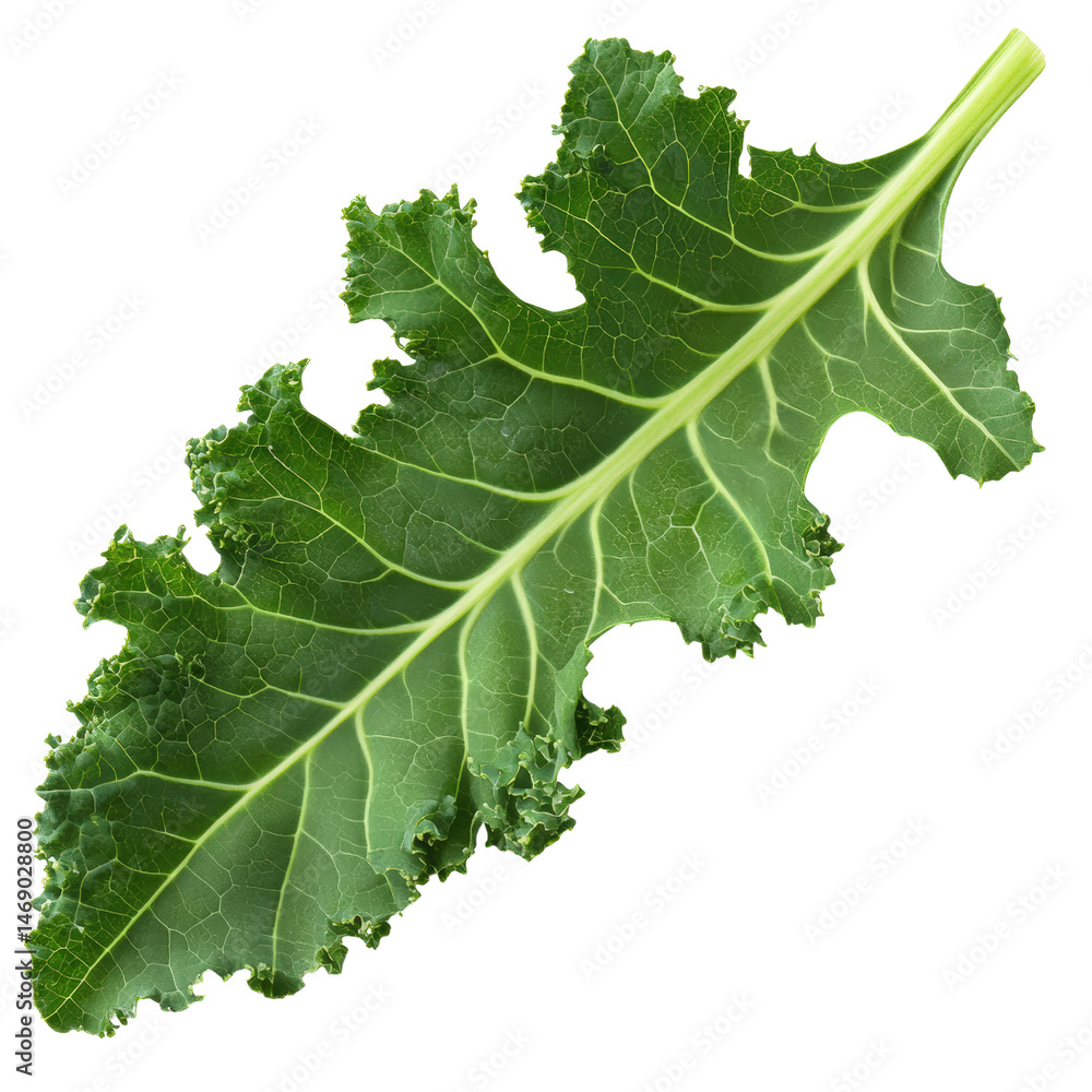 Poster leaf of fresh kale displaying its rich green color and frilled edges against a simple white backgrou