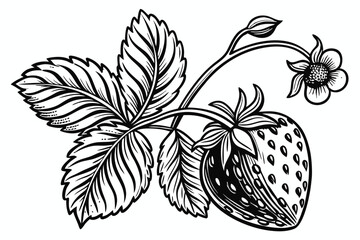 186 detailed black and white illustration, highly detailed organic strawberry, highly detailed organic strawberry leaves, highly detailed organic strawberry pattern, detailed black and white graphical