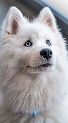Fluffy Samoyed eagerly awaits kibble from high-tech pet feeder in cozy apartment setting