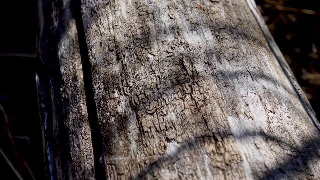 Old weathered log in the windy  forest