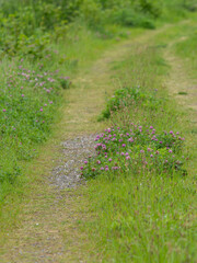 Obraz premium 花が咲く河川敷の道