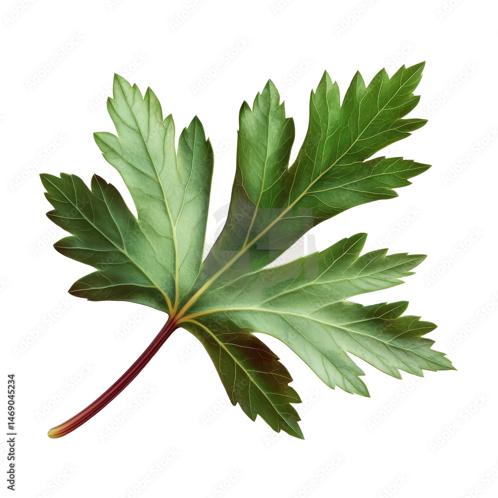 Poster a single green leaf displaying intricate veins and textures on a soft white background symbolizing n