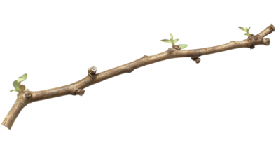 A long, slender branch with budding leaves, resting on a neutral background, symbolizing the arrival of spring and new beginnings, suitable for nature-themed projects