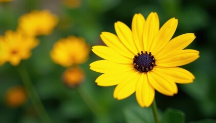 Obraz premium Bright yellow daisy, other flowers out of focus, golden hour, colorful, close up