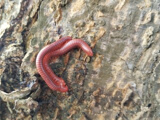 Scarlet Pill Millipede (Trigoniulus corallinus) is undergoing the reproduction process 