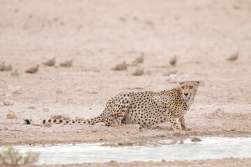 Aggressive cheetah on high alert while wanting to drink water in the Kalahari Desert