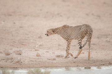 Endangered cheetah cat walking through the dry Kalahari Desert in search of water to drink