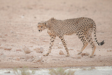 Endangered cheetah cat walking through the dry Kalahari Desert in search of water to drink