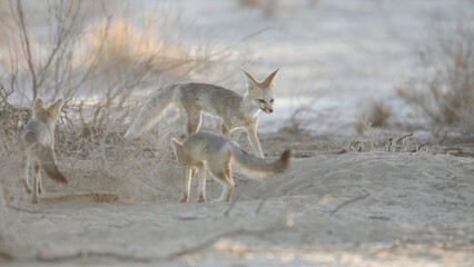Cape fox family interacting in the early morning of the Kalahari Desert