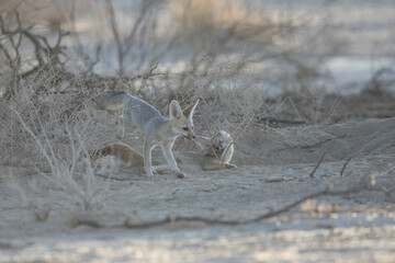 Cape fox family interacting in the early morning of the Kalahari Desert