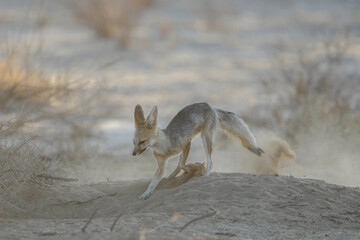 Cape fox making dust as it clears out its den in the dry Kalahari Desert