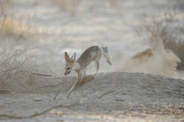 Cape fox making dust in the arid Kalahari Desert